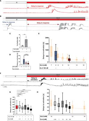 Exendin-4 affects calcium signalling predominantly during activation and activity of beta cell networks in acute mouse pancreas tissue slices